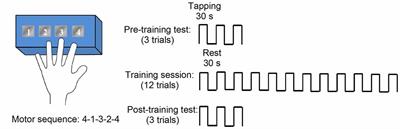 Motor Sequence Learning Is Associated With Hippocampal Subfield Volume in Humans With Medial Temporal Lobe Epilepsy